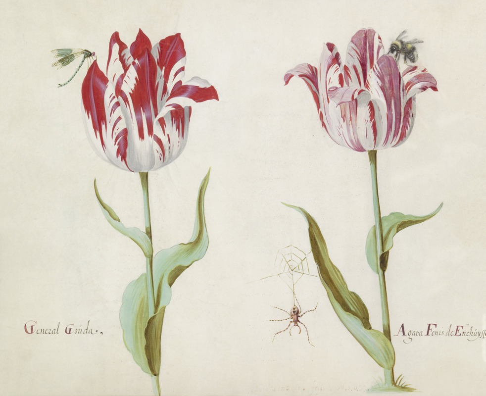 Jacob Marrel - Twee tulpen met libelle, spin en hommel General Gouda Agata Fenis de Enchuysse