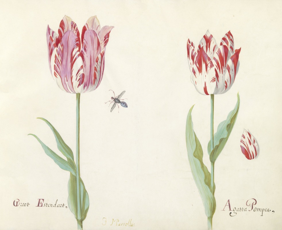 Jacob Marrel - Twee tulpen met los tulpenblad en vlieg Groot Estendart Agatta Pompea