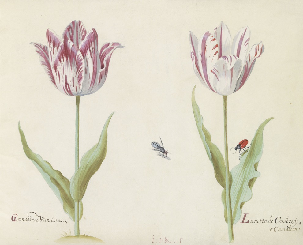 Jacob Marrel - Twee tulpen met mug en kever Gemarmor van Caar Lanetta de Cambrey