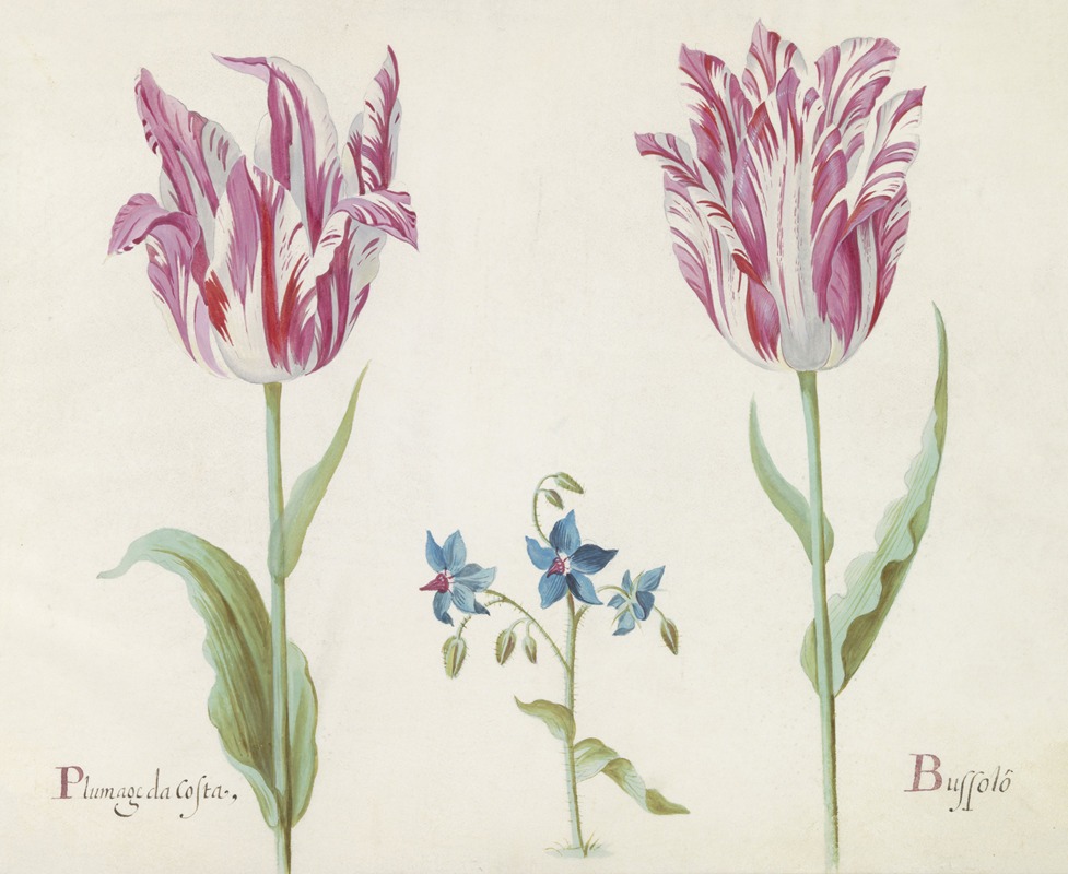 Jacob Marrel - Twee tulpen met onbekende bloeiende plant Plumage da Costa Buspolo