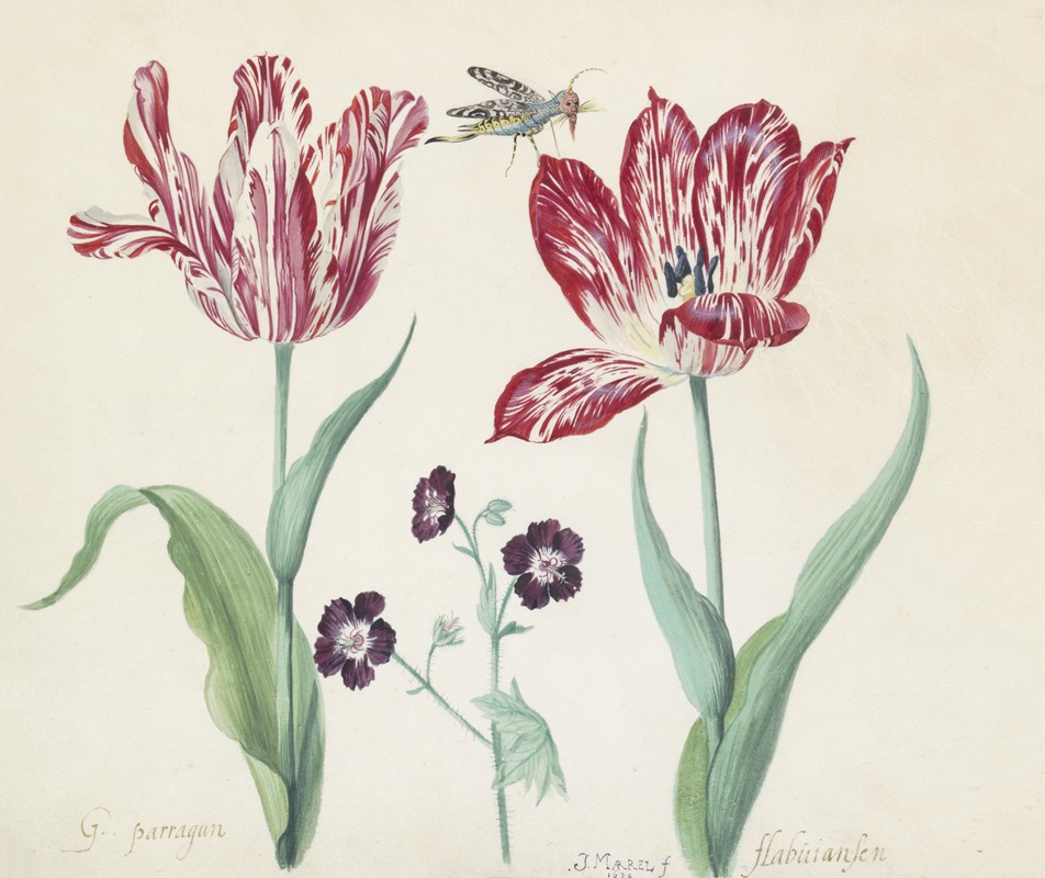 Jacob Marrel - Twee tulpen met ooievaarsbek en insect G. parragun flabuiansen