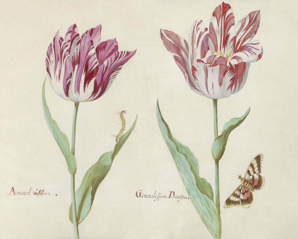 Jacob Marrel - Twee tulpen met rups en vlinder Amaral viflora Generalissimo Dacosta