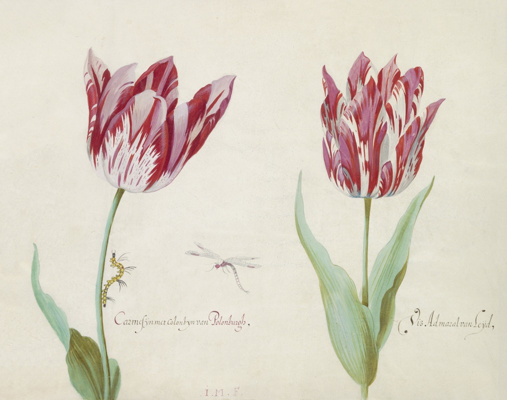 Jacob Marrel - Twee tulpen met rups en waterjuffer Carmesijn met Colonbijn van Polonburgh Viz Admaral van Leijd(en)