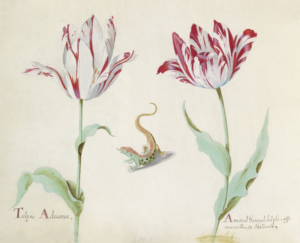 Jacob Marrel - Twee tulpen met salamander Tulpa Adrianus Amaral General delphs