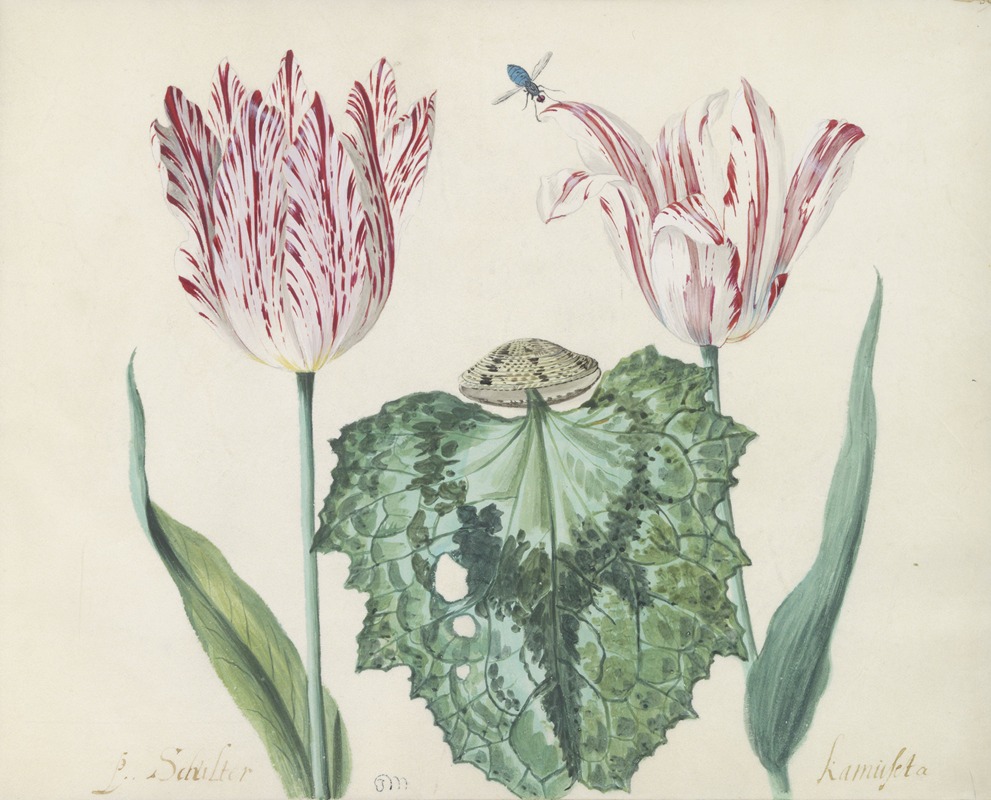 Jacob Marrel - Twee tulpen met schelp en groot blad P. Schilter Kamuseta