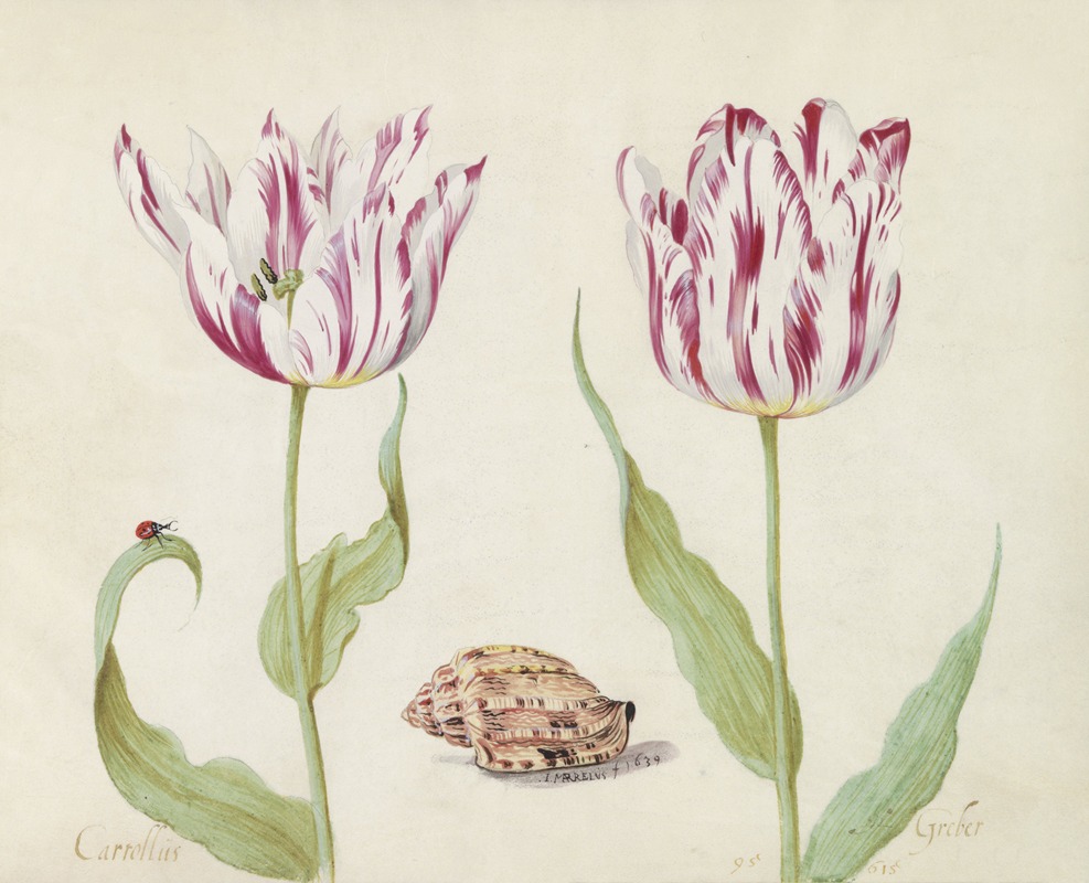 Jacob Marrel - Twee tulpen met schelp en lieveheersbeestje Carrollus Greber