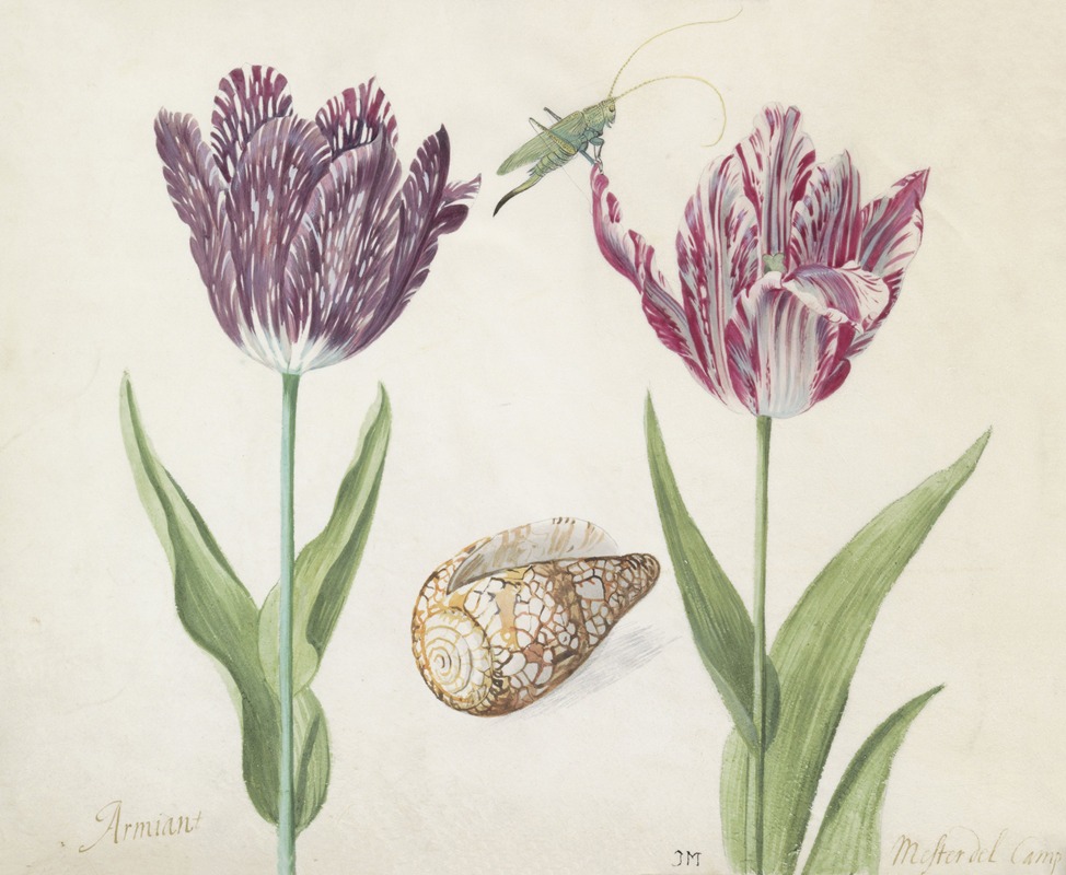 Jacob Marrel - Twee tulpen met schelp en sprinkhaan