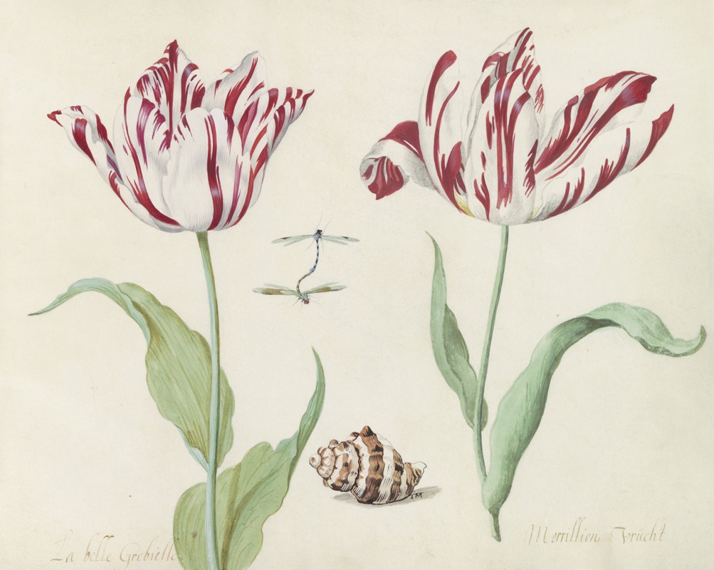 Jacob Marrel - Twee tulpen met schelp en stel parende waterjuffers La belle Grebielle Morrillion Vrucht