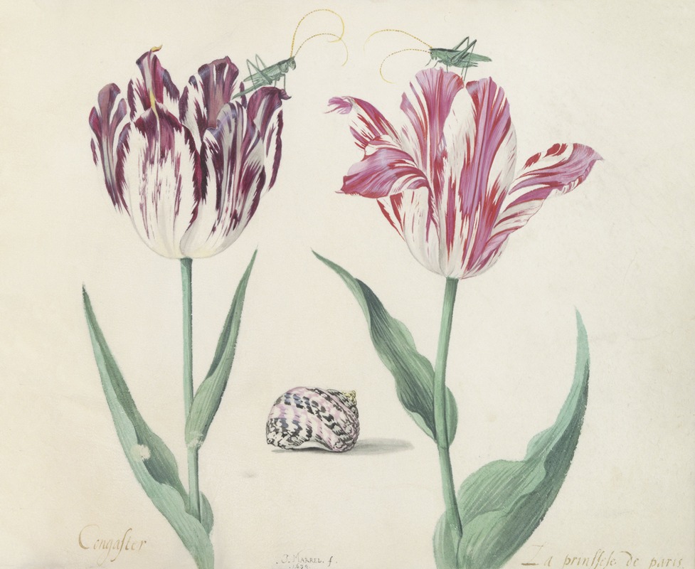 Jacob Marrel - Twee tulpen met schelp en twee krekels Congaster La prinssese de paris