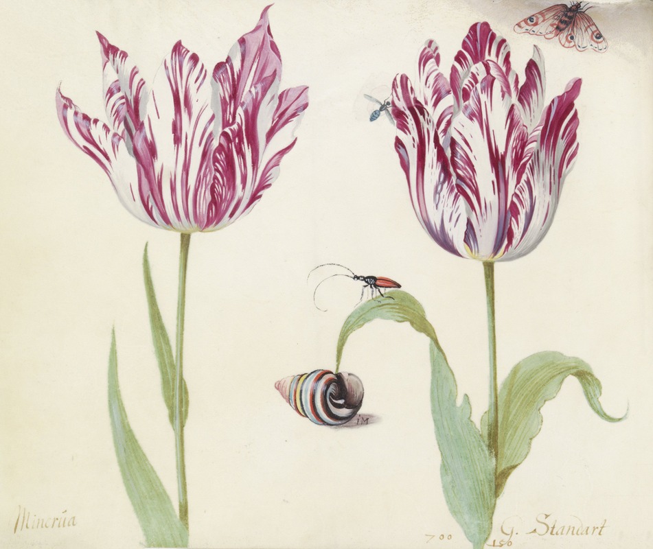 Jacob Marrel - Twee tulpen met schelp, kever, vlieg en vlinder Minerva G. Standart