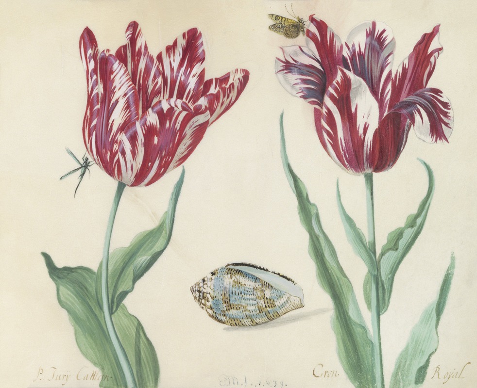 Jacob Marrel - Twee tulpen met schelp, vlinder en vlieg Minerva Orrienthal