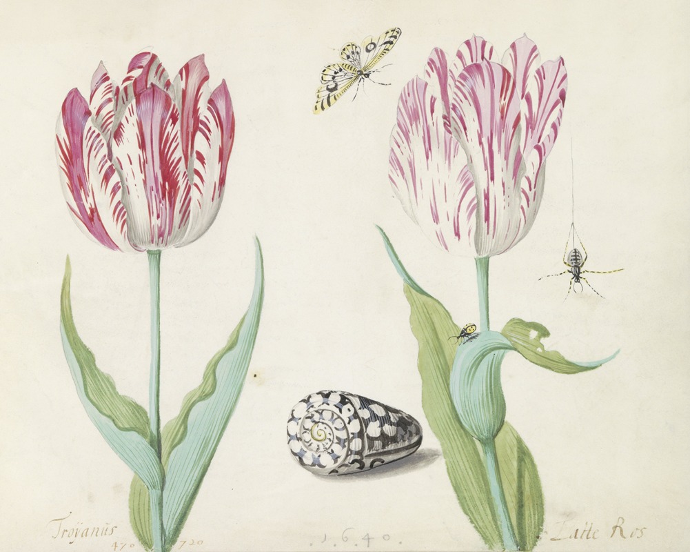 Jacob Marrel - Twee tulpen met schelp, vlinder, spin en lieveheersbeestje