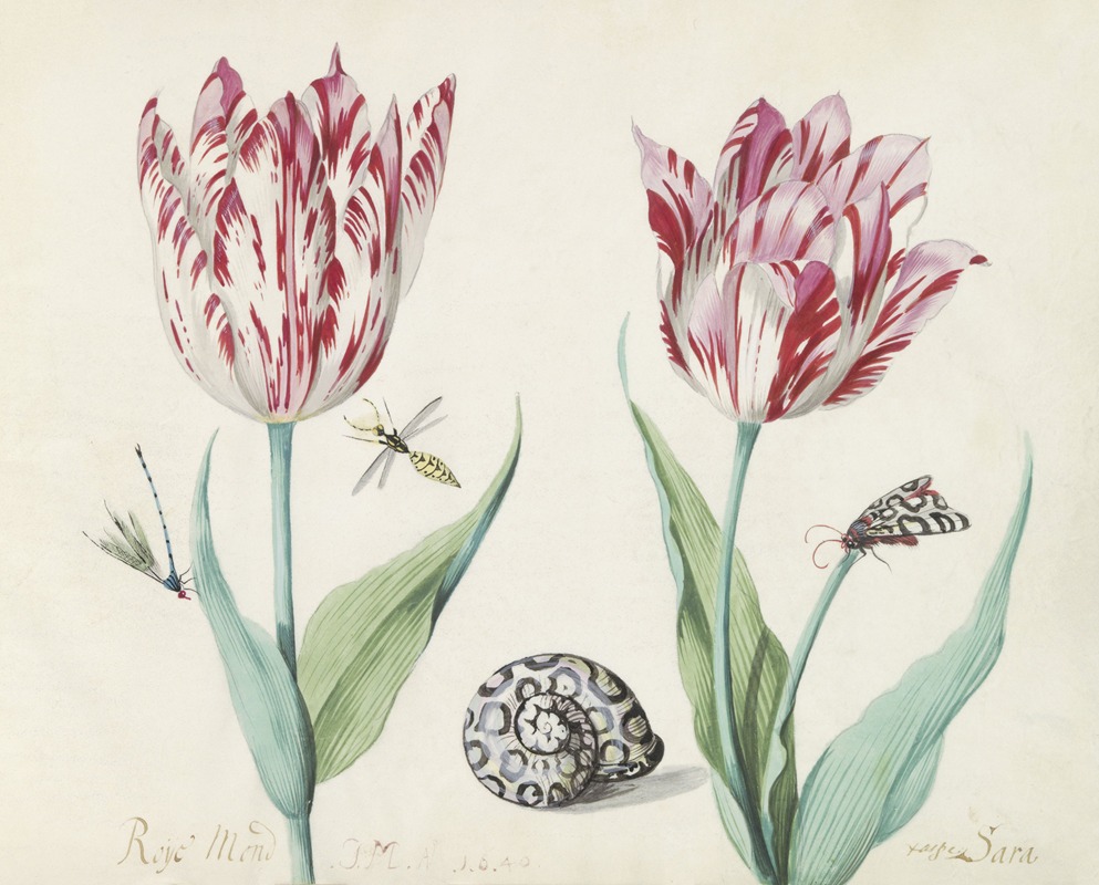 Jacob Marrel - Twee tulpen met slak, nachtvlinder en twee insecten