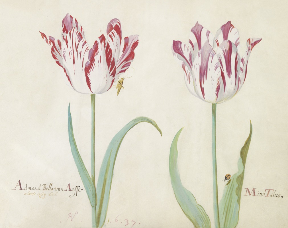 Jacob Marrel - Twee tulpen met sprinkhaan en lieveheersbeestje Admaral Bello van Arsse Mino Tauro