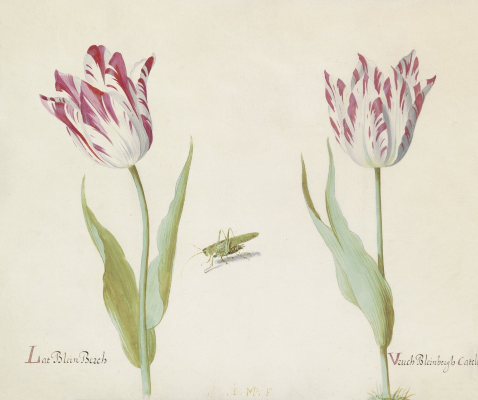 Jacob Marrel - Twee tulpen met sprinkhaan Lat Blein Berch Vruch Bleinbergh Catelein