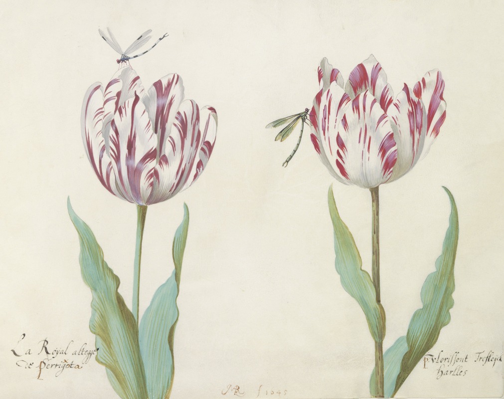 Jacob Marrel - Twee tulpen met twee libellen