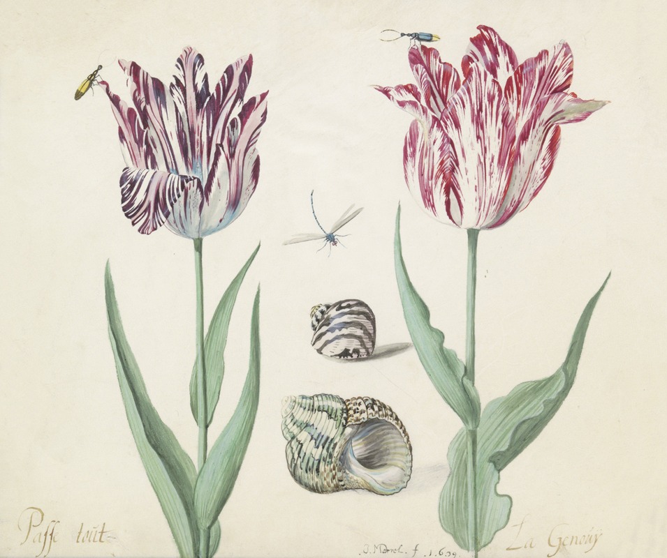 Jacob Marrel - Twee tulpen met twee schelpen, twee kevers en waterjuffer Passe tout La Genouij