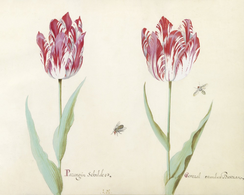 Jacob Marrel - Twee tulpen met twee vliegen Parangun Schilder General estandart Bastian