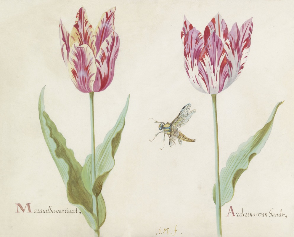 Jacob Marrel - Twee tulpen met vlieg Marauilha van Coacel Arderina van Gandt