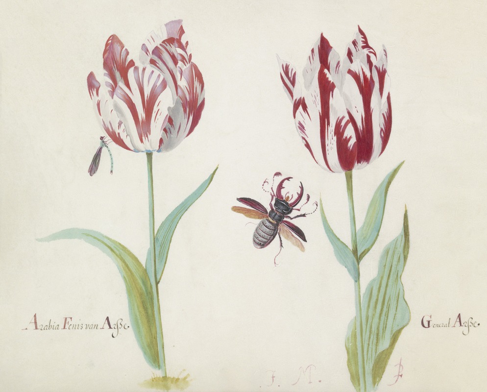 Jacob Marrel - Twee tulpen met vliegend hert Arabia Fenis van Arsse General Arsse