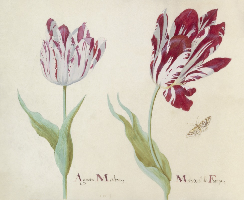 Jacob Marrel - Twee tulpen met vlinder Agatta Maltea Marixal de Franca