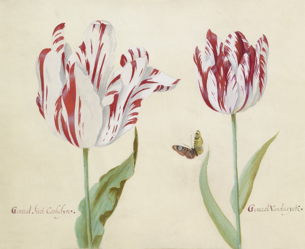 Jacob Marrel - Twee tulpen met vlinder General suri Cathelyn General Van der eyck