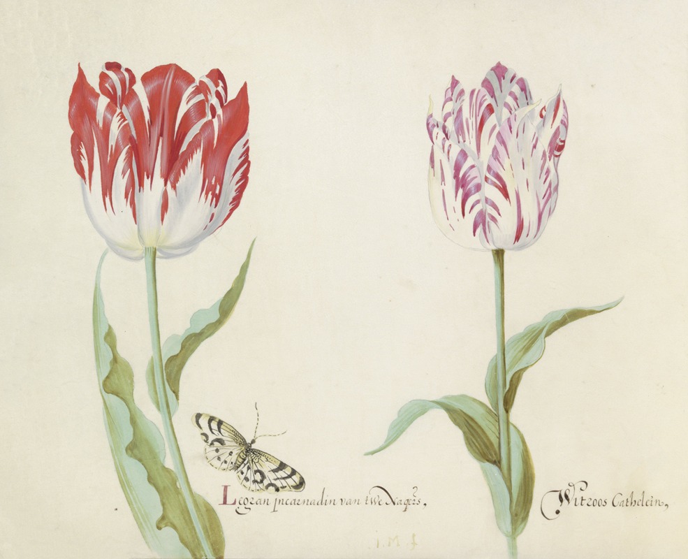 Jacob Marrel - Twee tulpen met vlinder Legran incarnadin van twe Nagers Witroos Cathelein