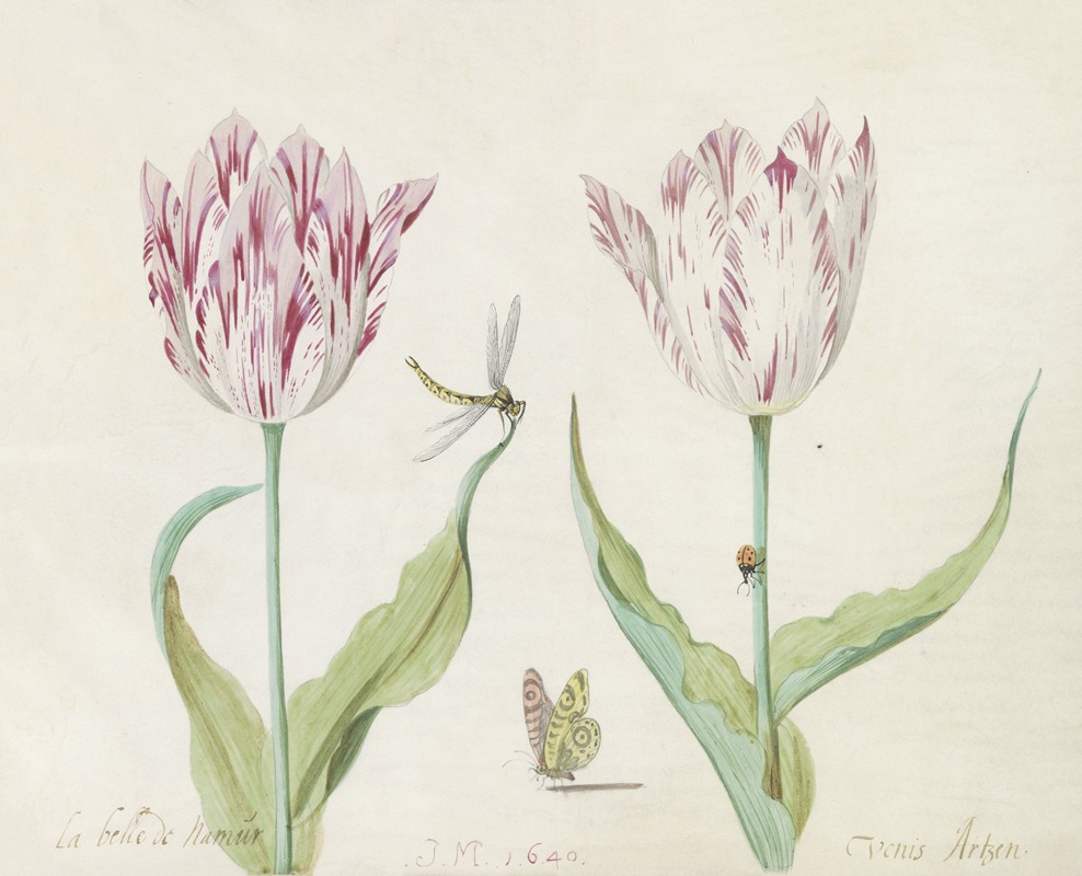 Jacob Marrel - Twee tulpen met vlinder, libelle en lieveheersbeestje La belle de Namur Venis Artzen