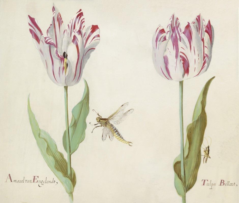 Jacob Marrel - Twee tulpen met waterjuffer en sprinkhaan Amaral van Engelandt Tulpa Bellart