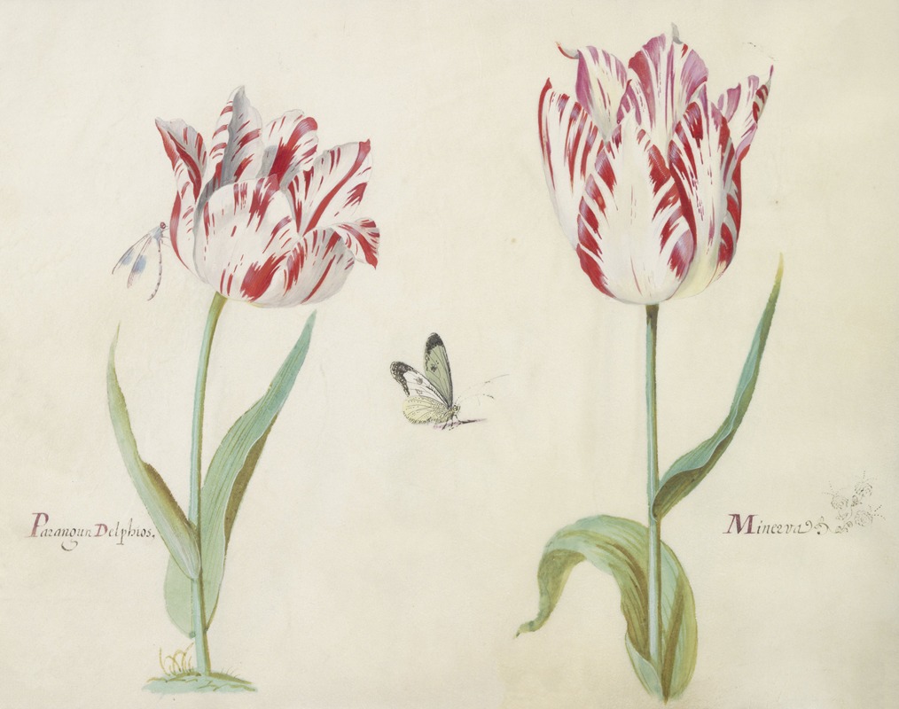 Jacob Marrel - Twee tulpen met waterjuffer en vlinder Parangun Delphios Minerva