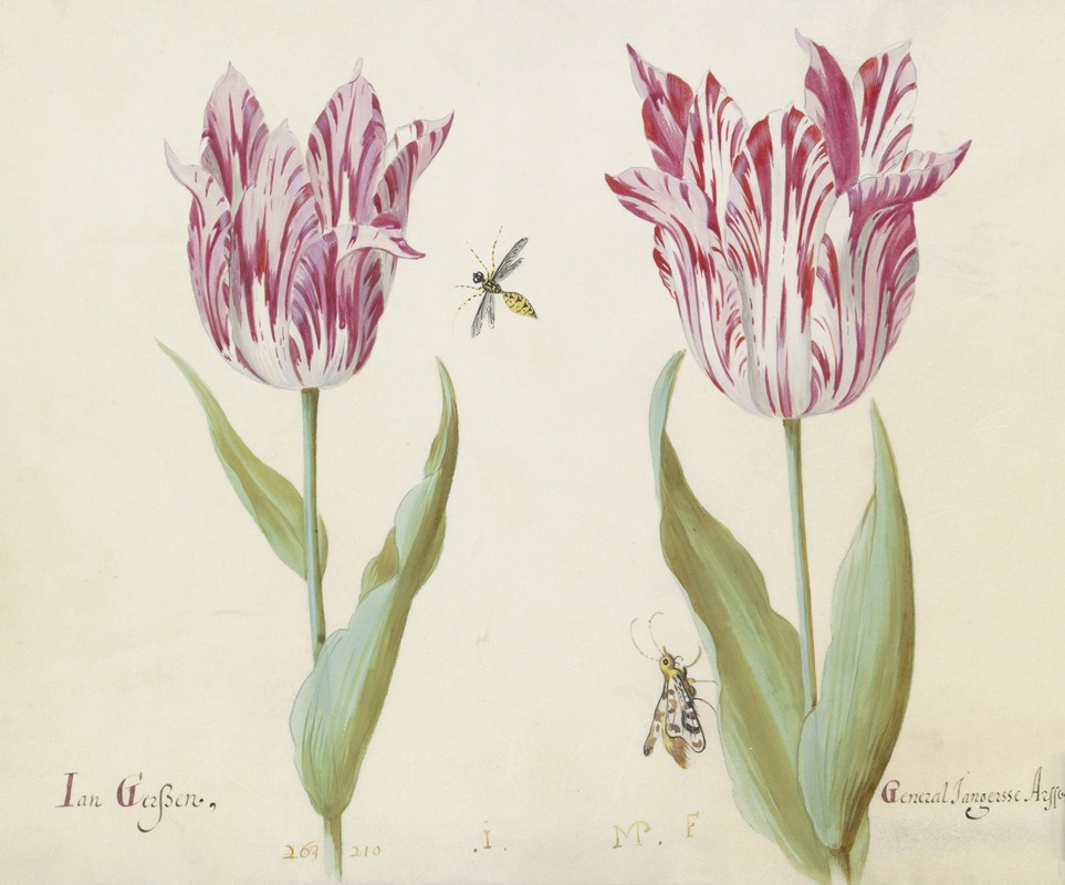 Jacob Marrel - Twee tulpen met wesp en nachtvlinder Jan Gerssen General Jangersse Arsse