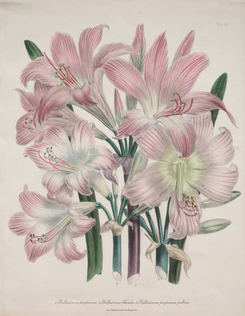 Jane Loudon - Belladonna Lily