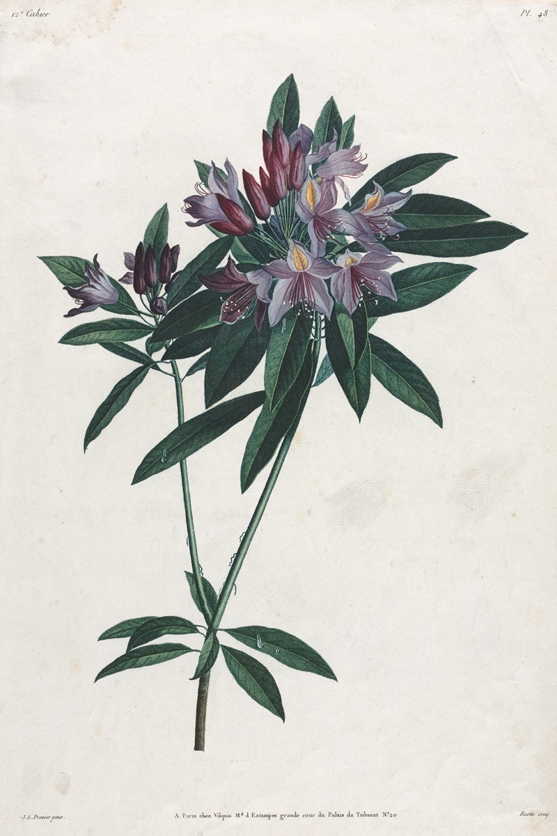 Jean Louis Prévost - Pontic Rhododendron