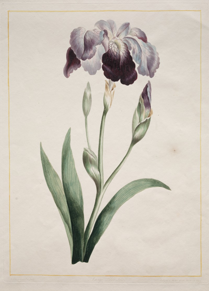 John Edwards - Japanese Iris (Large Blue Iris)