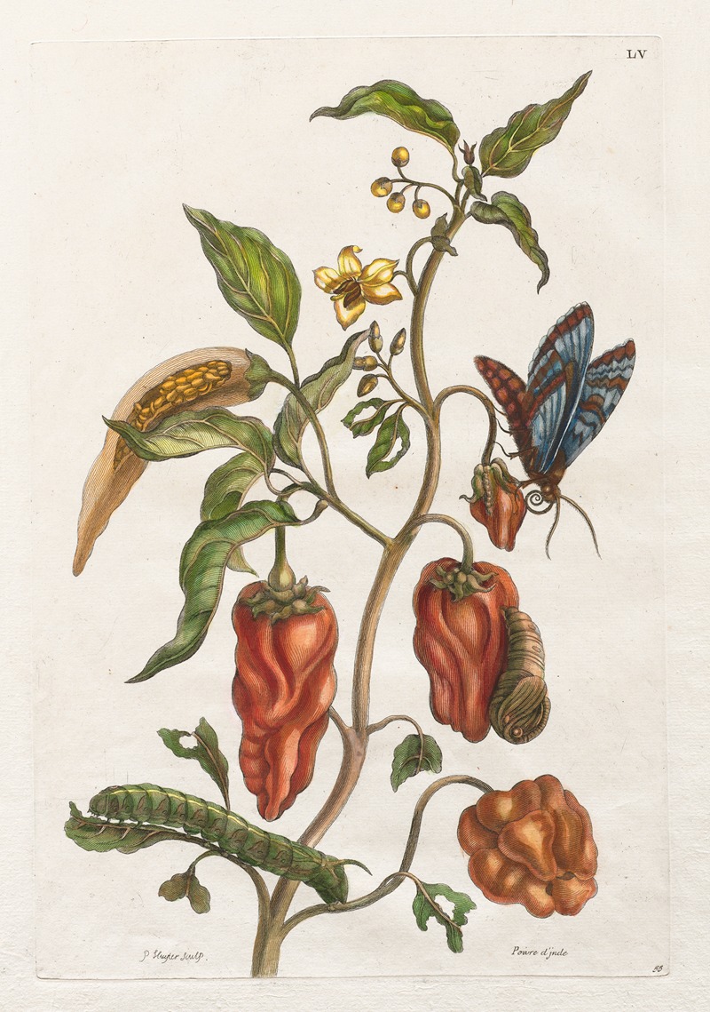 Maria Sibylla Merian - Poivre d’inde