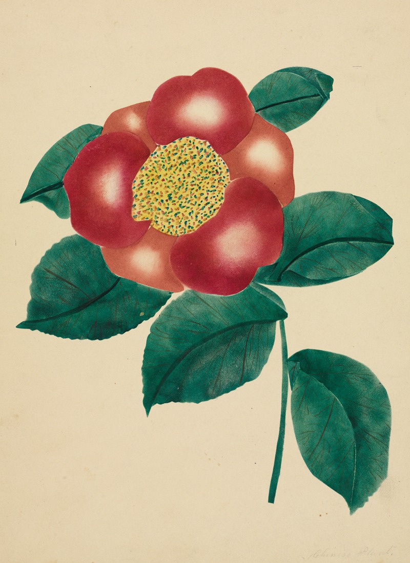 Mary Altha Nims - Chinese Flower