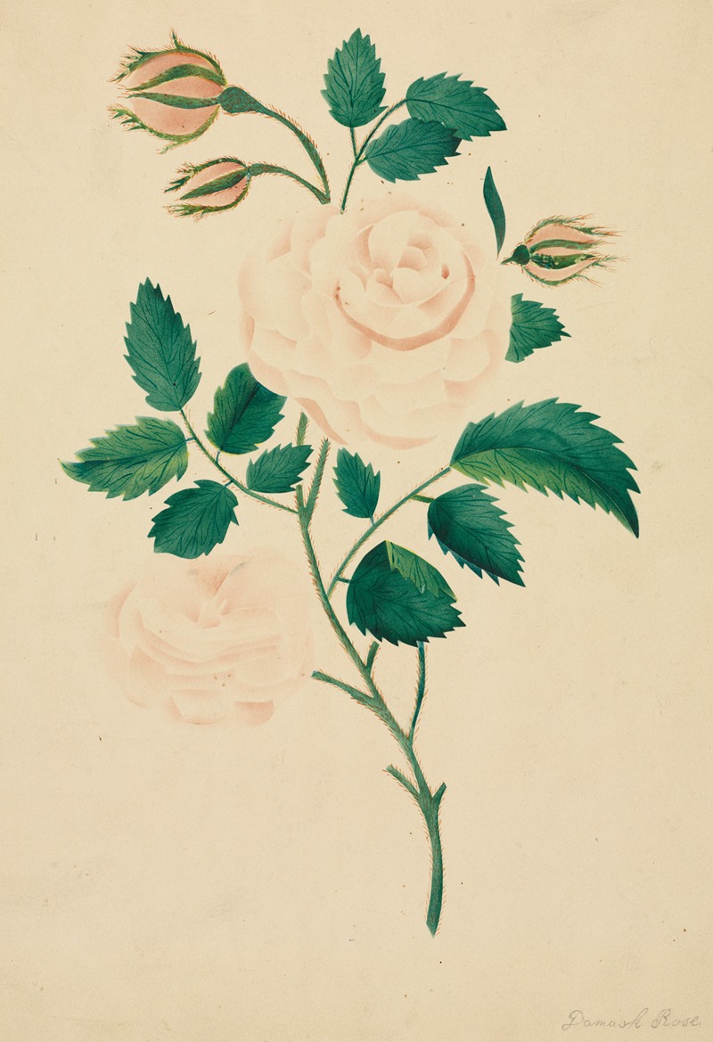 Mary Altha Nims - Damask Rose