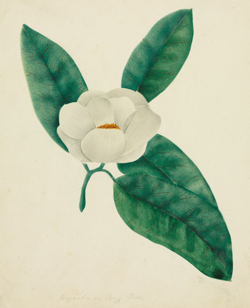 Mary Altha Nims - Magnolia