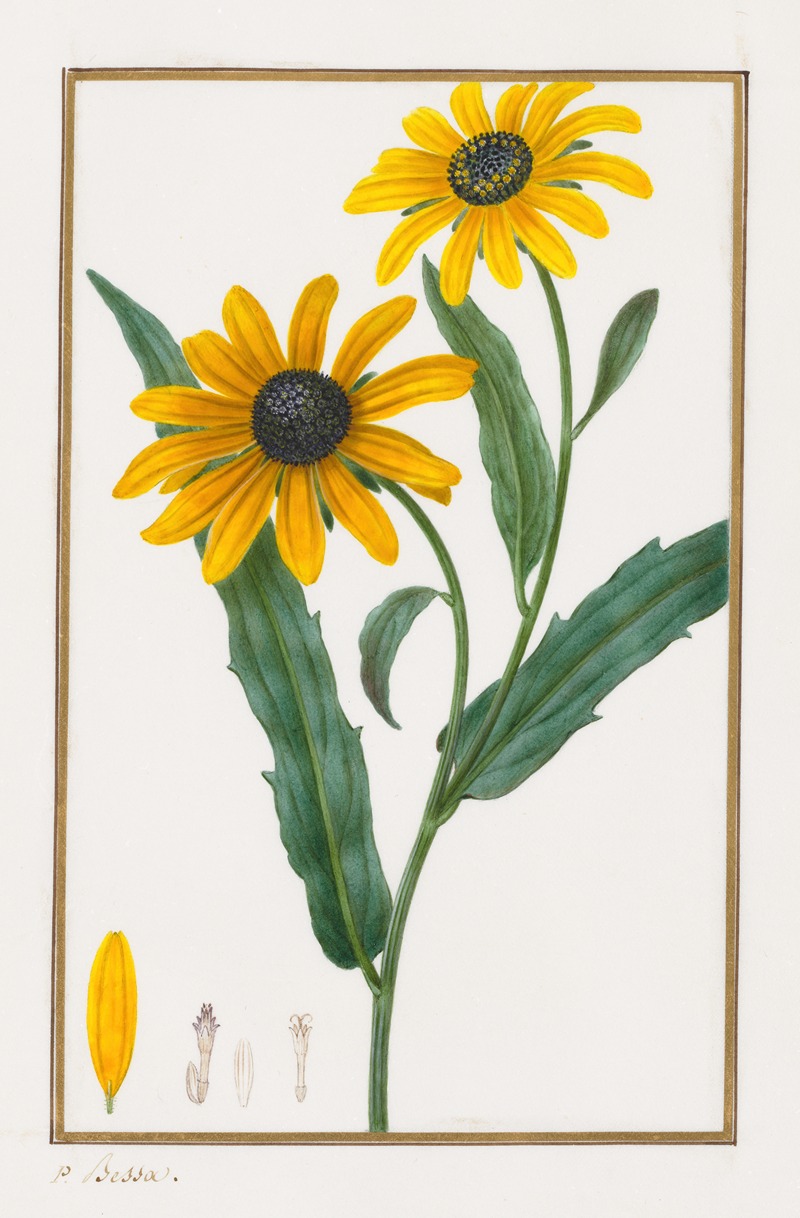 Pancrace Bessa - Black-eyed Susan