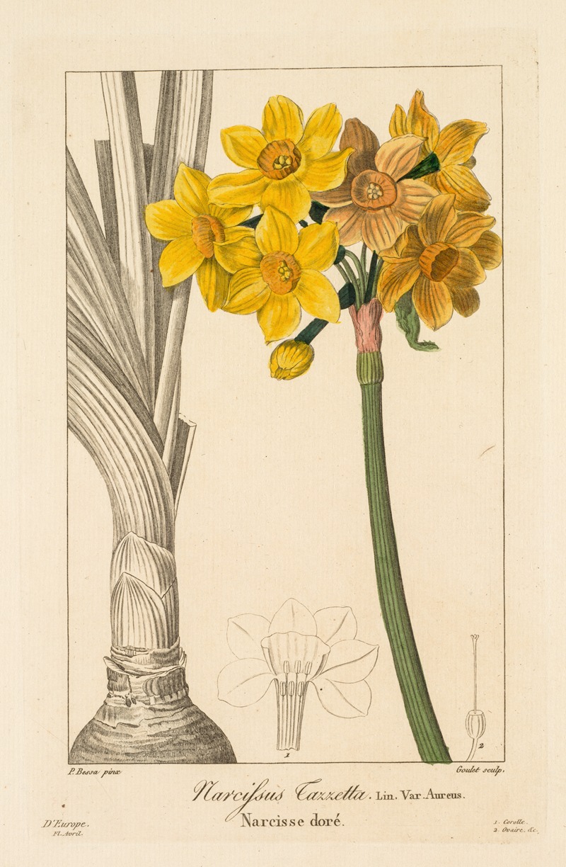 Pancrace Bessa - Polyanthus or Cluster Narcissus