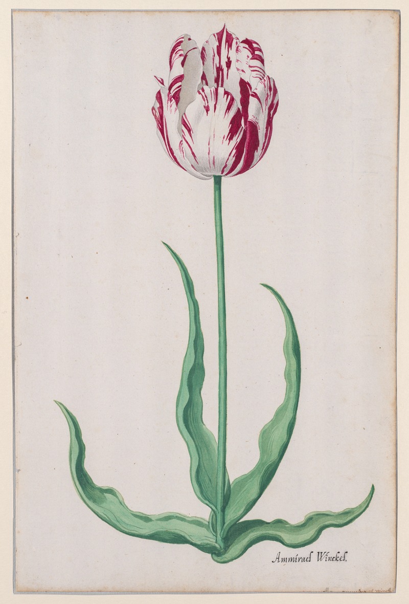 Pieter Holsteyn II - Study of a Tulip (Ammirael Winckel)