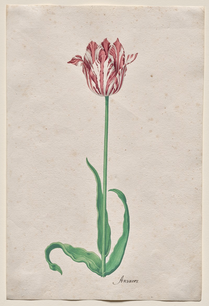 Pieter Holsteyn II - Study of a Tulip (Anvaers)