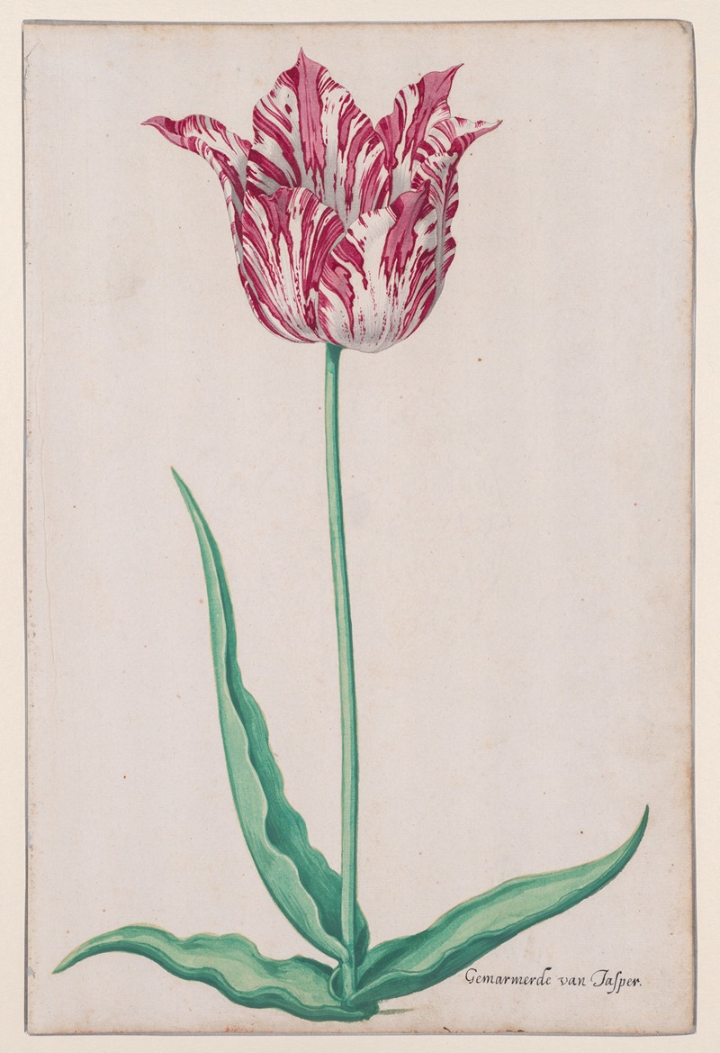 Pieter Holsteyn II - Study of a Tulip (Gemarmerde van Jasper)