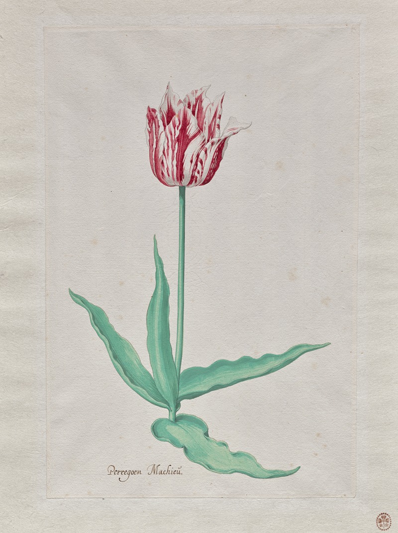 Pieter Holsteyn II - Study of a Tulip (Perregoen Machieu)