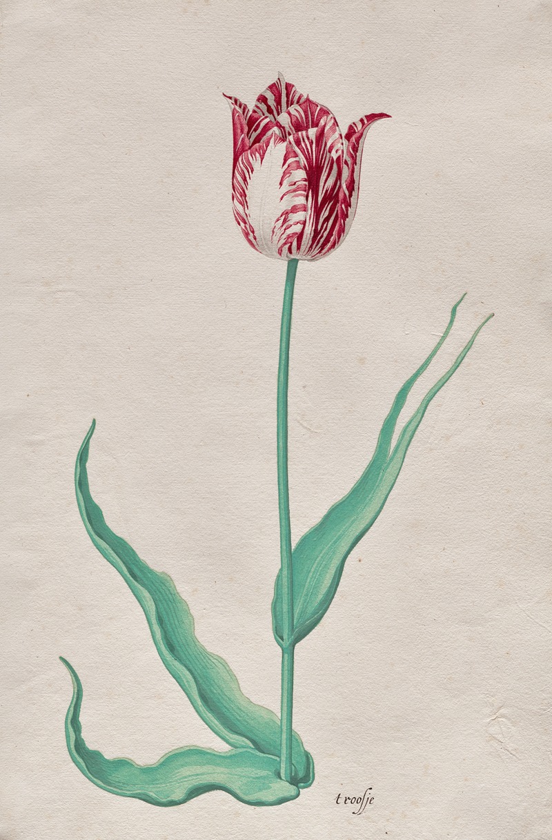 Pieter Holsteyn II - Study of a Tulip (‘t roosje)