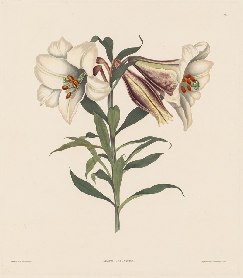 Robert Havell - Japanese Lily