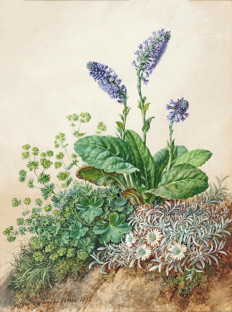 Theodor Petter - Alpine flowers