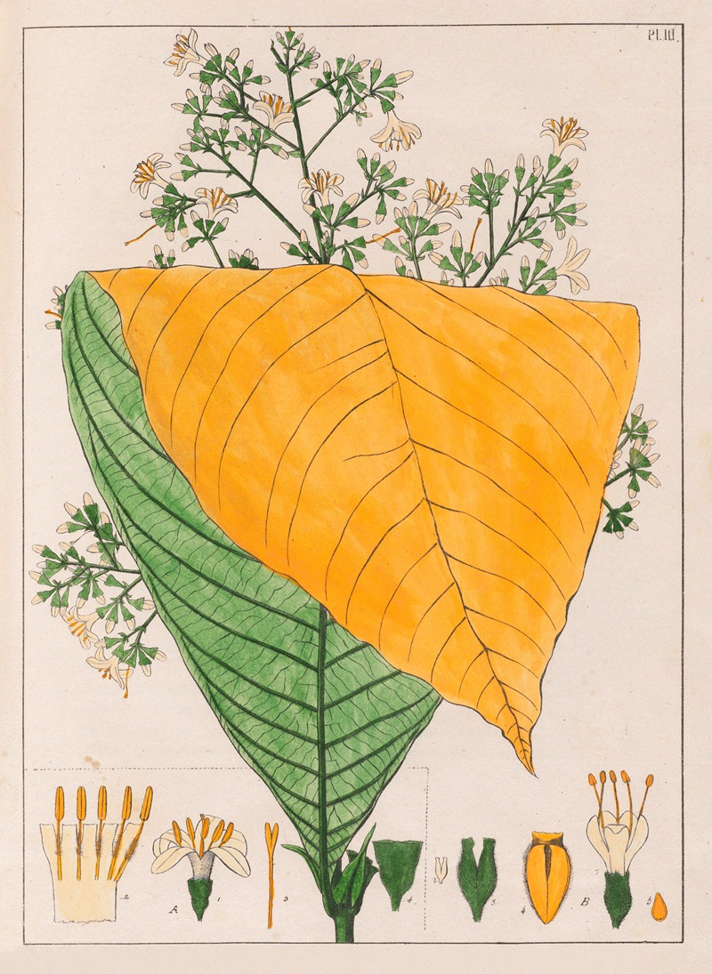 Auguste de Saint-Hilaire - B. Exostema Australe A. Exostema Cuspidatum