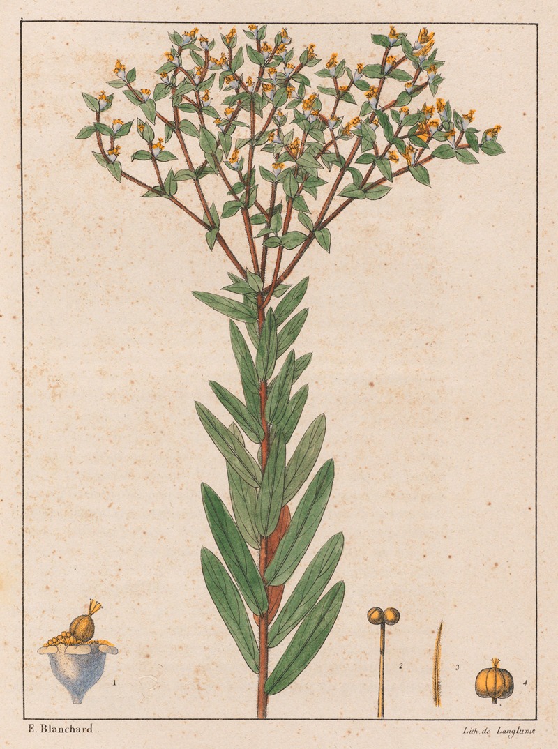 Auguste de Saint-Hilaire - Euphorbia Papillosa