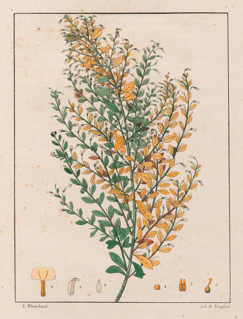 Auguste de Saint-Hilaire - Ionidium Parviflorum